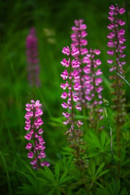 Gündönümü sırasında Letonya çayırlarında güzel açan pembe lupinler.