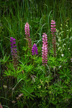 Gündönümü boyunca Letonya çayırlarında güzel, renkli lupinler..