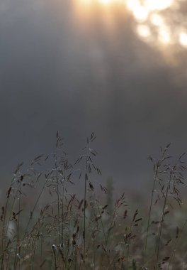 Güneşin doğuşuyla hafifçe aydınlatılan, narin sabah çiğ taneleri olan yabani otların yakın çekimi. Huysuz ve samimi bir bakış doğaya sessiz bir güzellik.