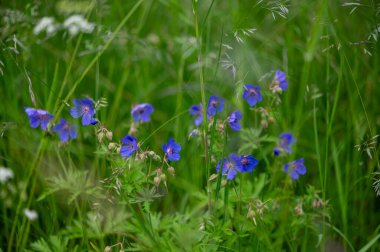 Çarpıcı mavi turna gagalı çiçekler Letonya 'daki zengin yeşil yaz otlağına zıtlık ve zarafet ekler..