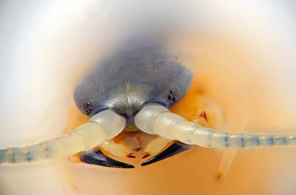 Foto Ultra Makro Dari Kepala Centipedes Arthropod — Stok Foto