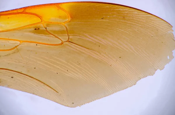 黄蜂昆虫翅膀的超宏图 — 图库照片