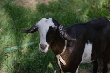 Siyah ve beyaz bir keçi taze otlarla dolu canlı yeşil bir çayırda sıcak öğleden sonra güneşinin tadını çıkarır..