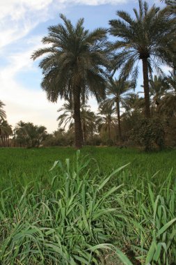 Önünde uzun çimenler olan yemyeşil bir tarla arka planda palmiye ağaçları kümesine yol açıyor. Gökyüzü parçalı bulutlu, sakin ve tropikal bir atmosfer yaratıyor..