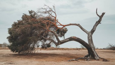 Ayırt edici bir ağaç çorak araziye çarpıcı bir şekilde yaslanır, bükülmüş dallarını ve seyrek yapraklarını gri gökyüzünün altında gösterir..