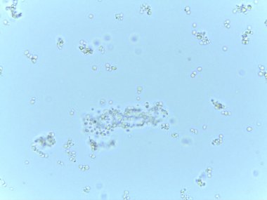 Hücrelerin ve Mikroorganizmaların Mikroskobik Görünümü