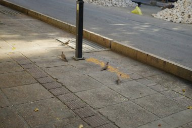 Asfaltlı kaldırımda birkaç kuşun olduğu sessiz bir sokak manzarası. Zemin sarı çizgilerle işaretlenmiş ve arka planda inşaat malzemeleri var. Güneş ışığı yumuşak gölgeler bırakır.