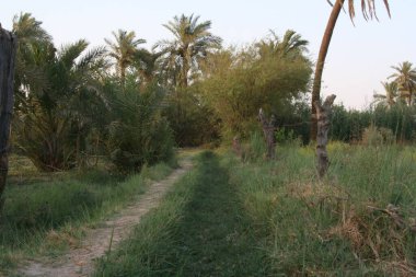 Bereketli Yeşillikte Serene Yolu