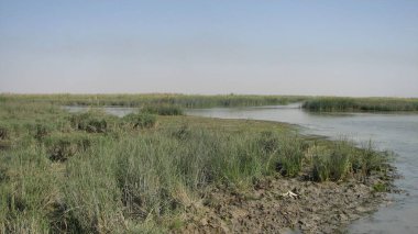 Waterway ile Serene Wetland Manzarası