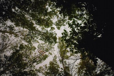 Yoğun ağaç dalları ve yaprakları arasından yukarı bakan ve arka planda bulutlu bir gökyüzü olan bir manzara. Yapraklar gökyüzünde doğal bir çerçeve oluşturur..