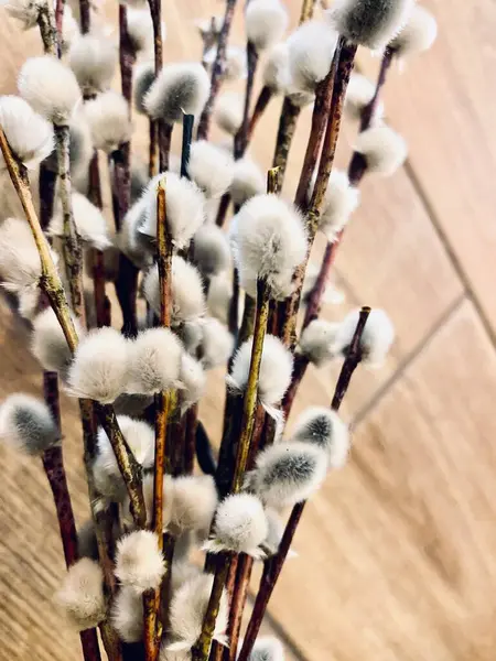 Güzel botanik fotoğrafı, doğal duvar kağıdı.