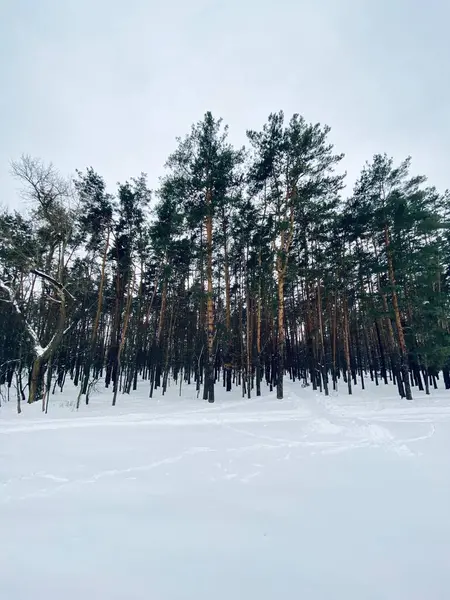 Karla kaplı ağaçlarla kaplı kış manzarası