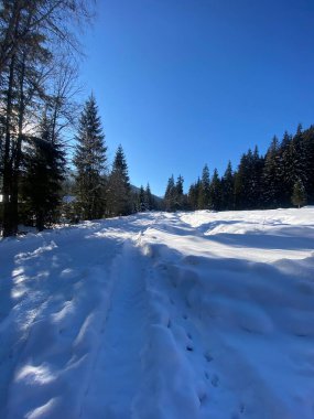 Kar - kış ormanında karla kaplı ağaçlar.