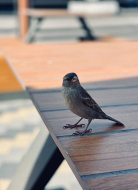 Şirin bir kuşun yakın plan fotoğrafı.