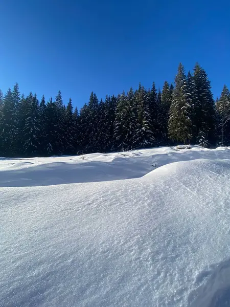 Ormanda karla kaplı ağaçlar