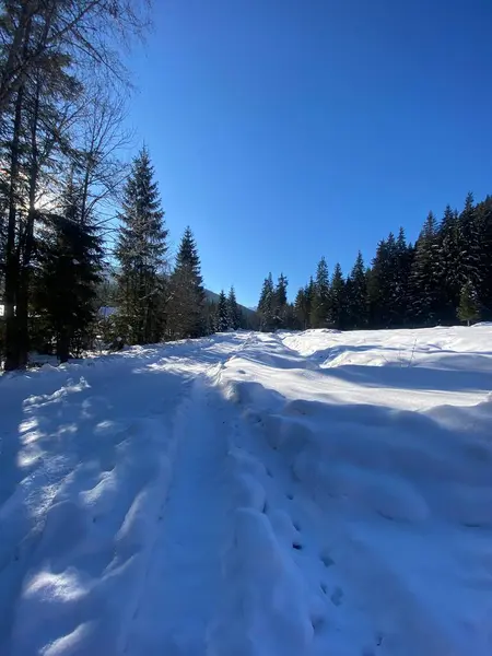 Kar - kış ormanında karla kaplı ağaçlar.