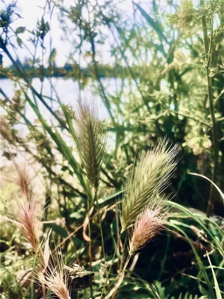 Güzel botanik fotoğrafı, doğal duvar kağıdı.