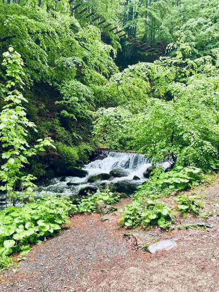 Ormanda güzel bir şelale