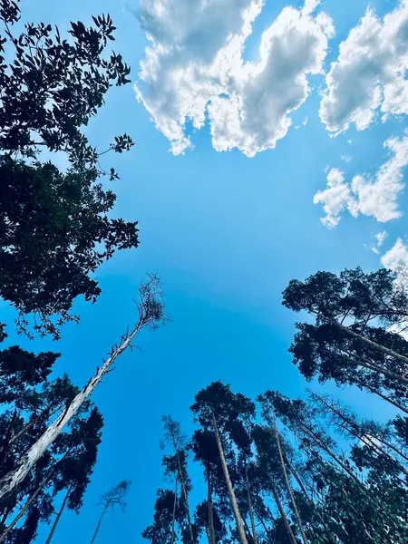 Ormanın güzel manzarası
