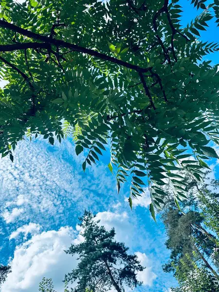 Ağacın yeşil yaprakları