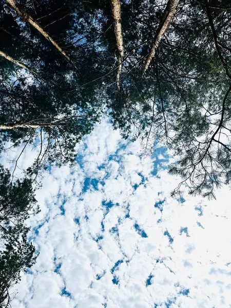 Ormanın güzel manzarası