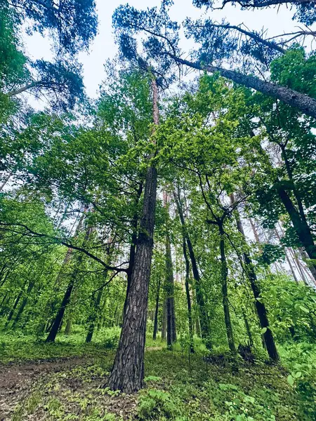 Sabah güzel bir orman