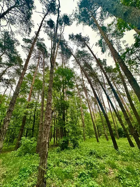 Parktaki yeşil orman
