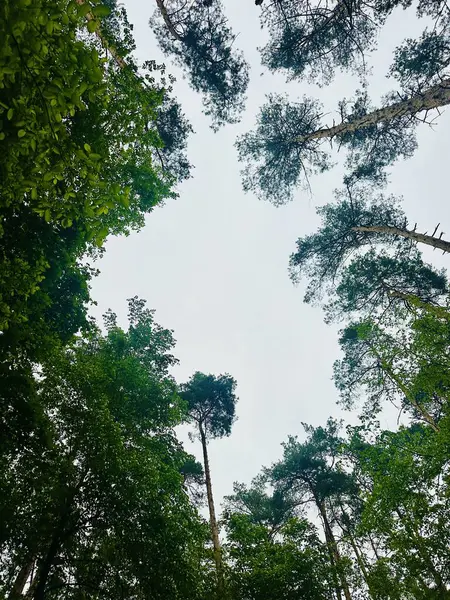 Dağlardaki güzel orman