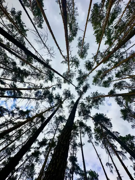 Dağlardaki ormanın güzel manzarası