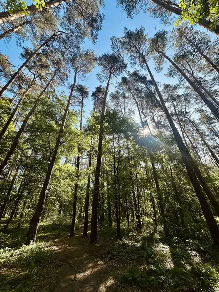 Orman ağaçları, doğa bitki örtüsü ve yapraklar.