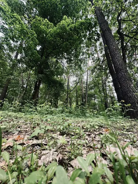 Ormandaki ağaç dalları, Flora