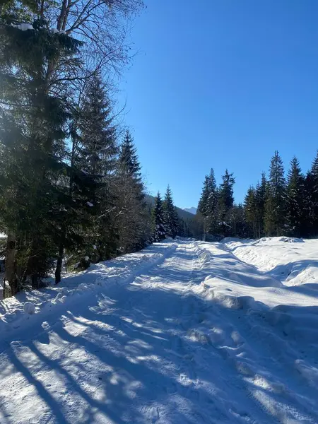 Karla kaplı ağaçlarla kaplı kış manzarası