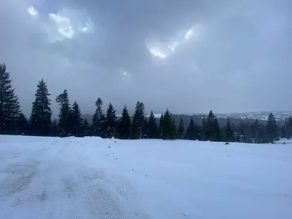 Karla kaplı güzel bir orman.