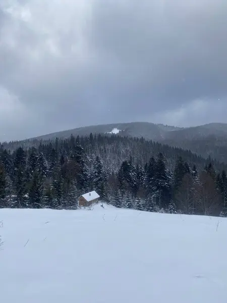 Karla kaplı ağaçları olan güzel bir manzara.