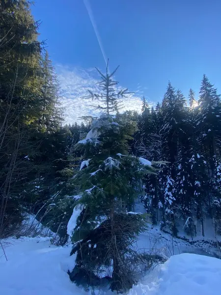 Karla kaplı güzel bir manzara - kaplanmış ağaçlar