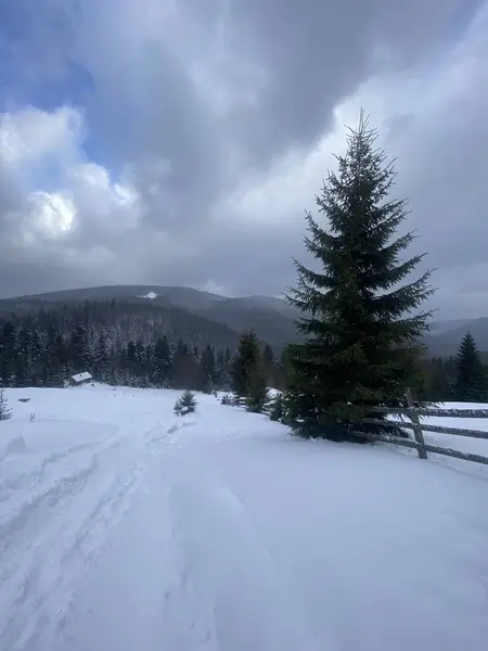 Karla kaplı ağaçlarla kaplı kış manzarası