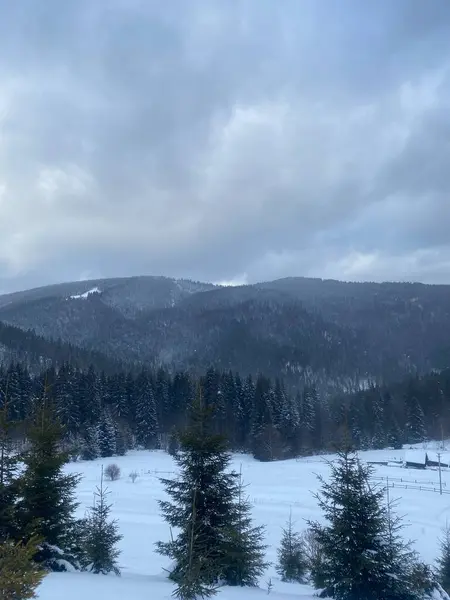 Karla kaplı ağaçlarla kaplı güzel kış manzarası