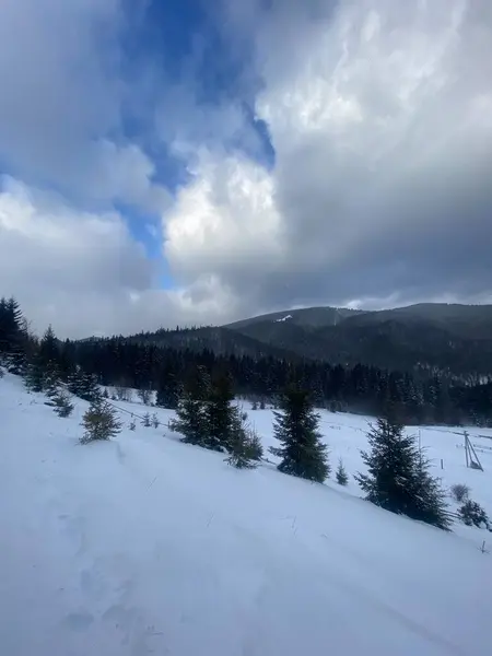 Karla kaplı ağaçlarla kaplı kış manzarası