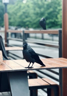 Bir kuş masaya oturuyor