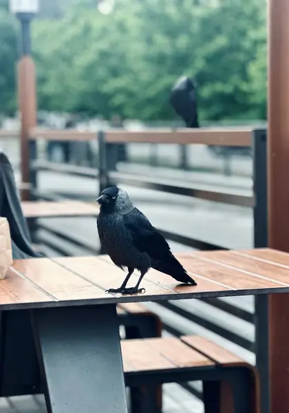 Bir kuş masaya oturuyor