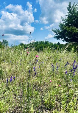 Tarladaki güzel çiçekler