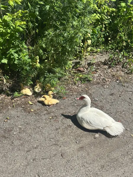Parktaki beyaz bir kazın yakın plan fotoğrafı.