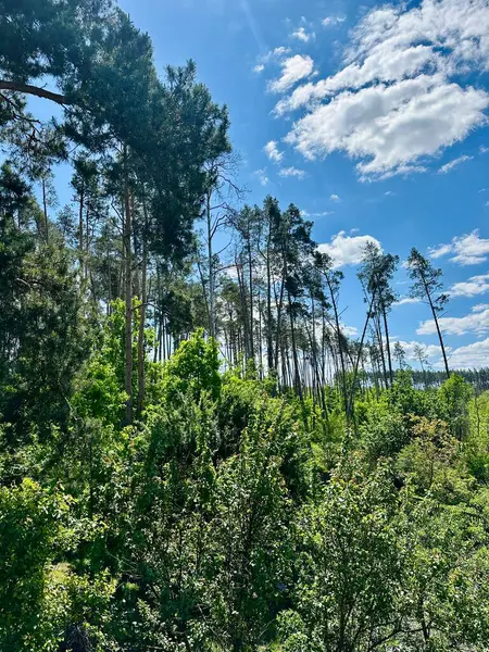 Parktaki yeşil orman