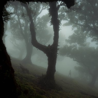 Portekiz 'in Madeira Adası' nın kuzeyindeki Fanal Ormanı 'nda sis ile kaplanmış gizemli defne ağaçları arasında inanılmaz bir peri masalı atmosferi yarattı.
