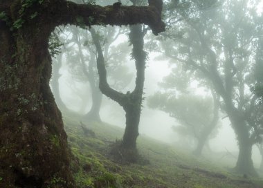 Portekiz 'in Madeira Adası' nın kuzeyindeki Fanal Ormanı 'nda sis ile kaplanmış gizemli defne ağaçları arasında inanılmaz bir peri masalı atmosferi yarattı.