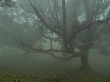 Portekiz 'in Madeira Adası' nın kuzeyindeki Fanal Ormanı 'nda sis ile kaplanmış gizemli defne ağaçları arasında inanılmaz bir peri masalı atmosferi yarattı.