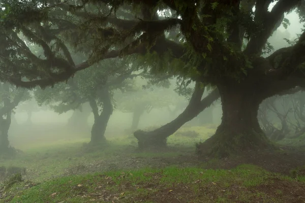 stock image Mysterious with fog covered Fanal Forest in northern part of Madeira island, Portugal creating incredible fairytale atmosphere amongst laurel trees