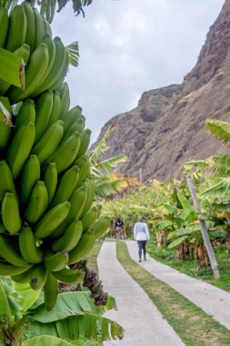 Faja dos Padres, yeşil bölge ve Madeira adasının güney kıyısındaki küçük kara parçası, Portekiz 'e sadece Cablecar, teleferico' dan 250 metre yükseklikteki uçurumdan ulaşılabilir.