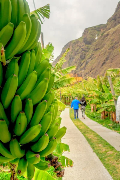 stock image Faja dos Padres, green part and small piece of land in southern coast of Madeira island, Portugal accesible only by cablecar, teleferico from near cliff 250 metres high