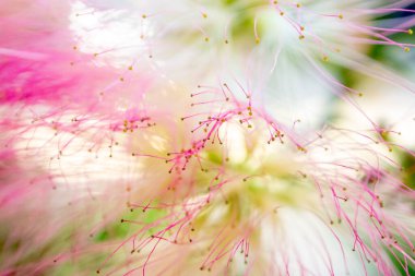 Albizia Julibrissin 'in çiçek açan menekşe çiçeğinin çok ince pembe taç yaprakları, çok sığ bir alan derinliği var.